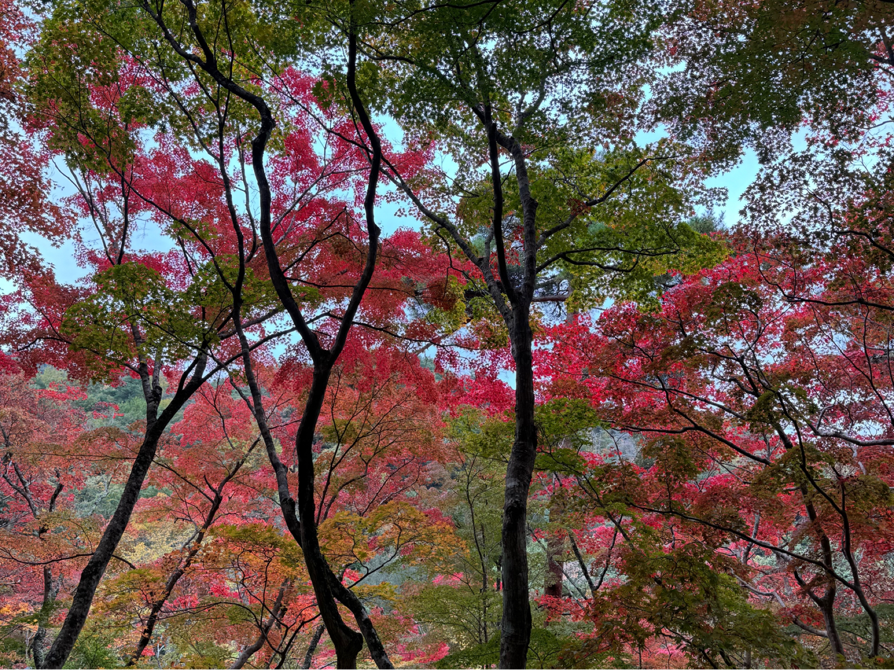 瑞宝寺の画像