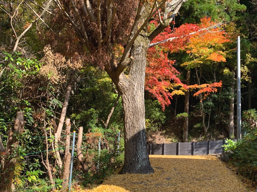メニューの写真