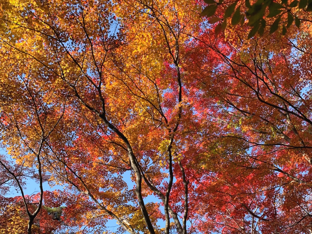 メニューの写真