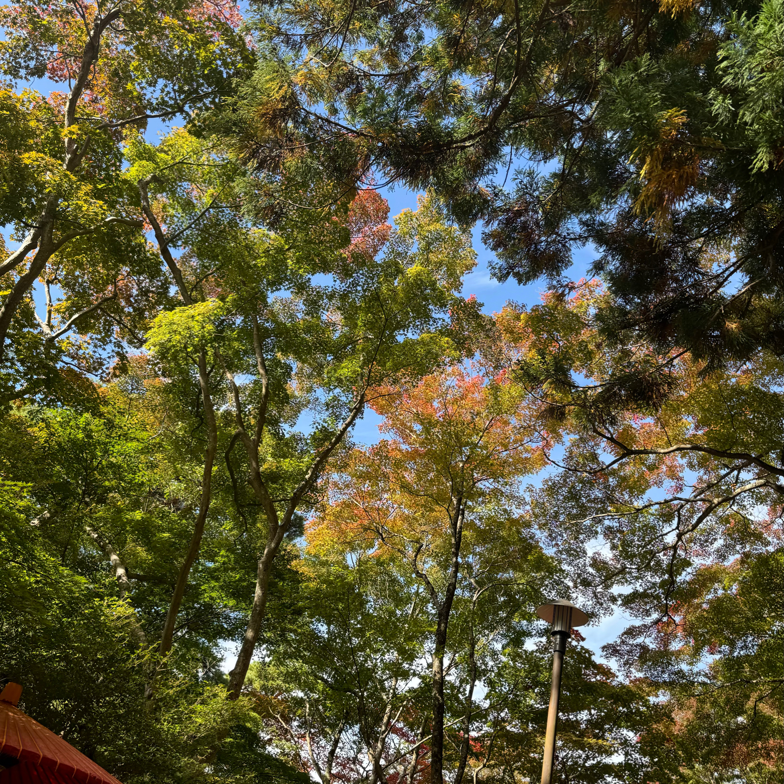 メニューの写真